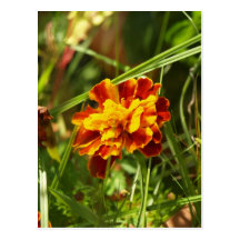 blume postkarten