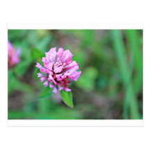 BLUME POSTKARTEN