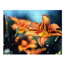 Blumen im Regen Postkarte