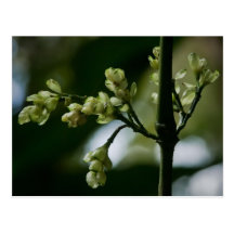 Blumen Postkarten