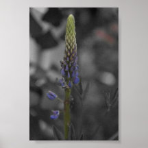 Blumenknospe in der Frühlingszeit Posterdrucke