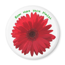 Blüte, wo Sie gepflanzter Magnet sind