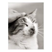 Bon minou ! - Carte postale