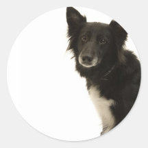 Border collie autocollant