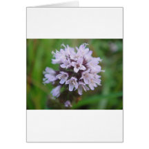 Boule de floraison avec lilas des floraisons tendr cartes de vœux