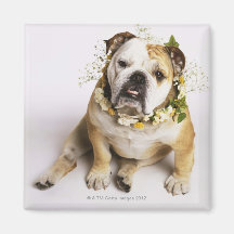 Bouledogue avec le collier de fleur aimant