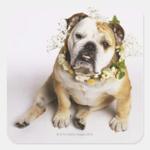 Bouledogue avec le collier de fleur autocollants