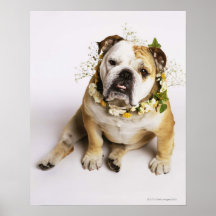 Bouledogue avec le collier de fleur posters