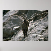 Bouquetin sibérien posters
