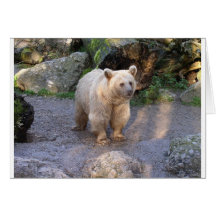 Braunbär Karten