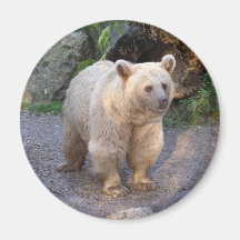 Braunbär Magnete