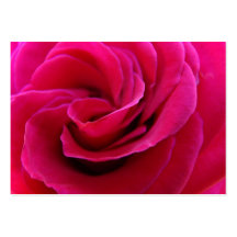 Brautverabredung kardiert rosa Rosen-Blumen Visitenkartenvorlage