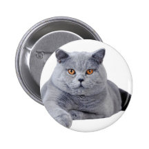 Britische shorthair Katze Anstecknadelbutton