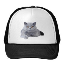 Britische shorthair Katze Retrokultmütze