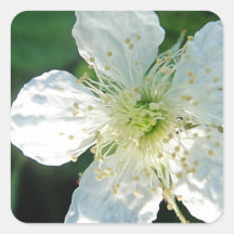 Brombeerblüte blanc autocollants