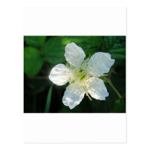 Brombeerblüte blanc cartes postales