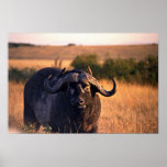 Buffalo avec deux oiseaux dans le soleil de matin posters