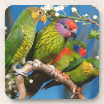 Bunte Vögel Getränke Untersetzer