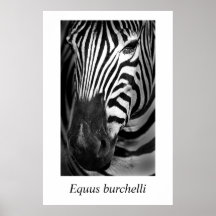 Burchelli d'Equus du zèbre #1 Affiche