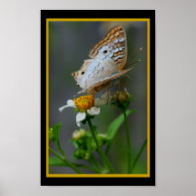 Butterfly302 Posterdruck