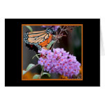 Butterfly37 Carte De Vœux