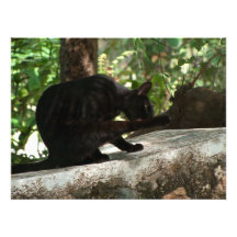 BYOG schwarze Katzen-Yoga Photographien