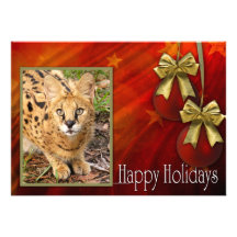c-2011-african-serval-042 bristol