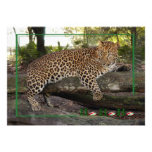c-2011-leopard-043 invitation