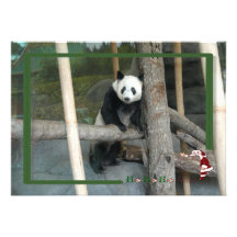 c-2011-panda-0012 bristols personnalisés