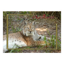 c-2011-siberian-lynx-003 invitations personnalisées
