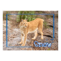 c-2011-siberian-lynx-004 bristols