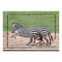 c-2011-zebra-005 invitations personnalisées