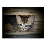 Cache-cache de chaton cartes postales