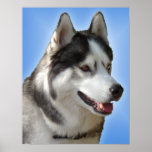 Cadeaux enroués de chien de traîneau d'affiche d'a