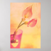 Calla Blüten Plakatdrucke