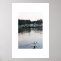 Canards Poster