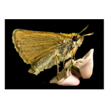 Capitaine sur l'ATC de Milkweed Cartes De Visite Professionnelles