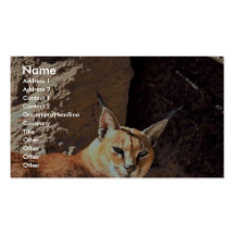 Caracal Visitenkarte