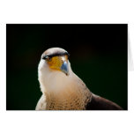 Caracara mit Haube Karten