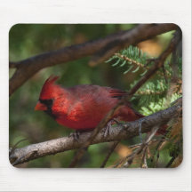 Cardinal rouge tapis de souris