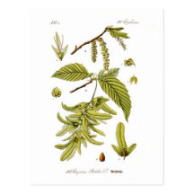 Carpinus betulus (charme européen) cartes postales