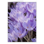 Carte de crocus