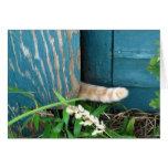 Carte de ~ de queue de chat