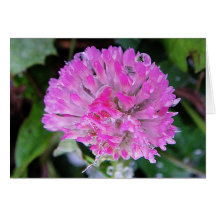 Carte de salutation de floraison de trèfle rose av