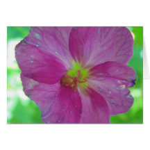Carte de salutation floraison de gibier pink-gelbe
