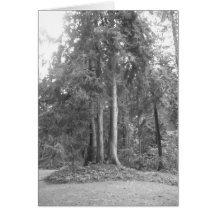 Carte de sapins de B&W