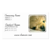 Carte de visite de chien de Pekingese