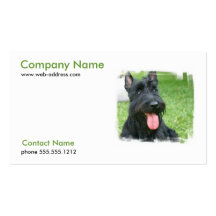 Carte de visite de chien de Terrier d'écossais