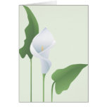 Carte de voeux de zantedeschia