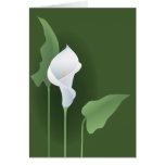 Carte de voeux de zantedeschia